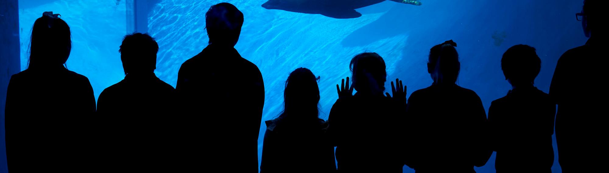 Silhouette of students looking through the under water viewing glass at a seal swimming by.