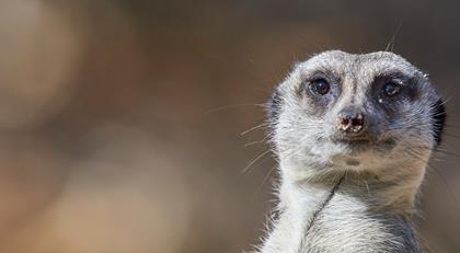 A Meerkat on sentry duty, looking at the camera.