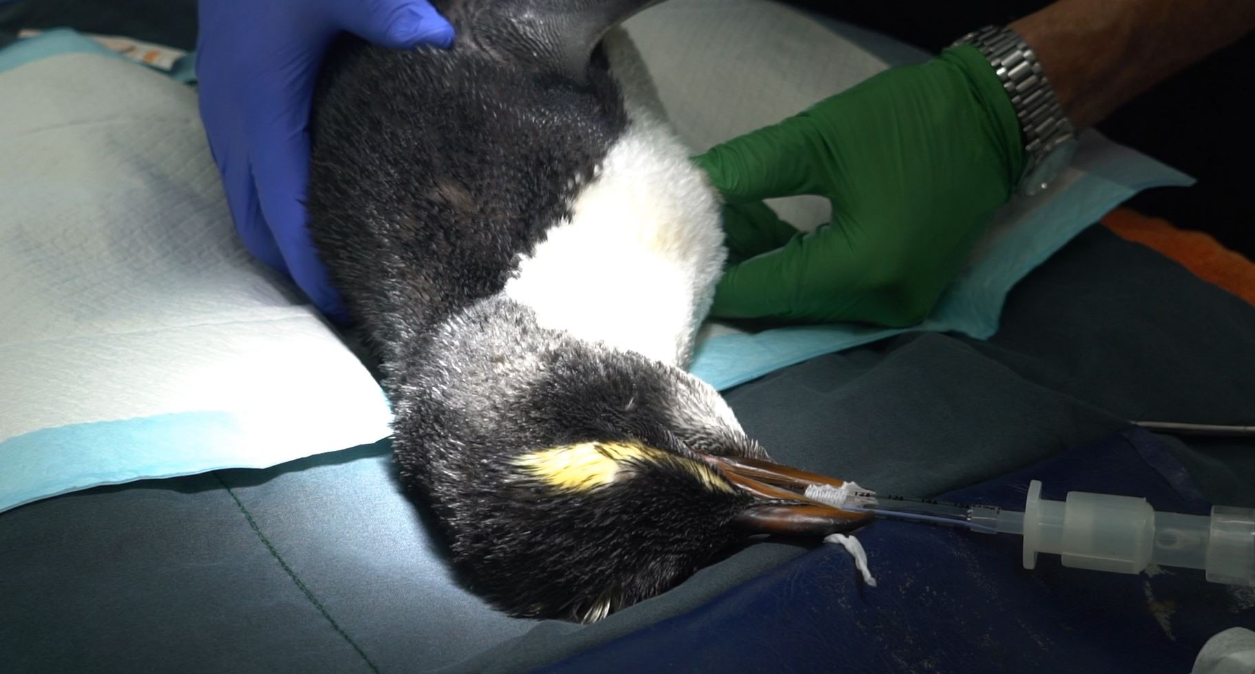 Fiordland Penguin undergoes veterinary treatment at Melbourne Zoo