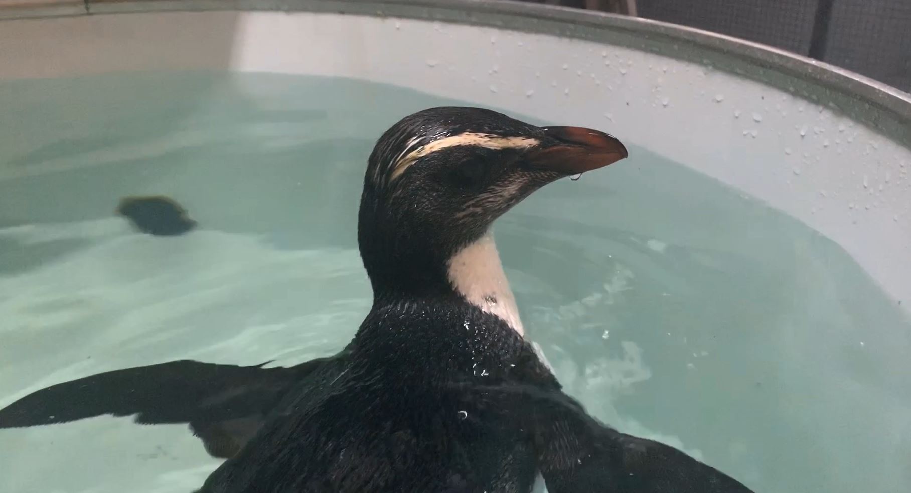 The Fiordland Penguin needed build up strength and muscle with monitored swimming sessions
