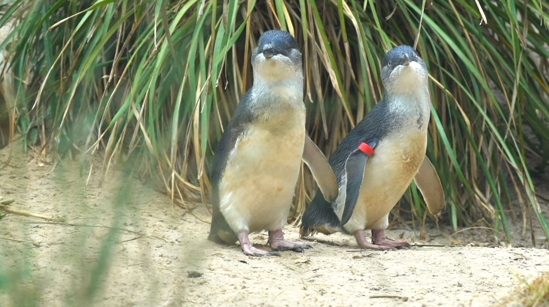 Nauj, the Little Penguin, at the Wild Sea precinct at Melbourne Zoo