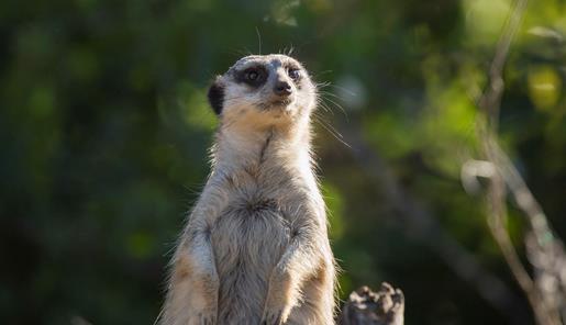 Meerkat looking up