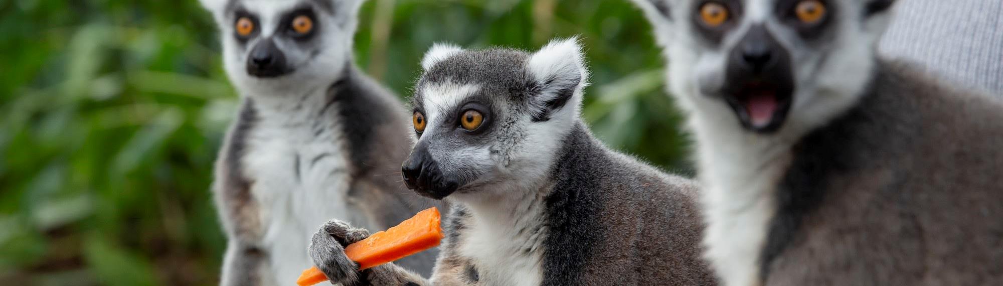 Three lemurs close up, one eating a carrot