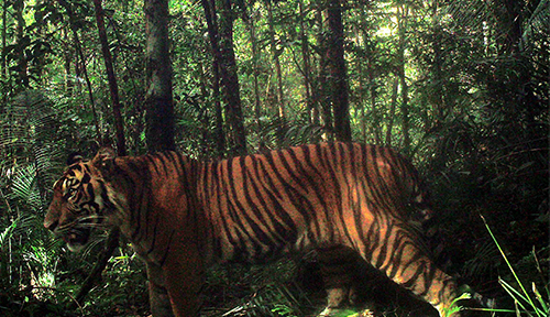 Sumatran Tiger walking through jungle
