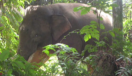 Sumatran elephant walking in jungle