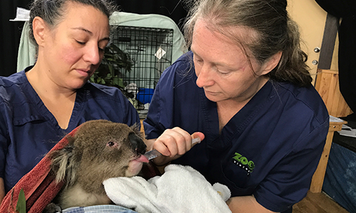 Vets feed koala with a syringe