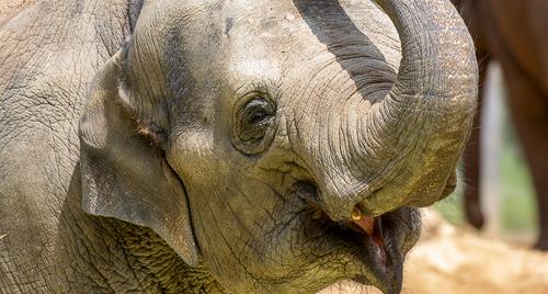 An Asian Elephant with their mouth open and trunk curled upward, in proximity to another in the background.