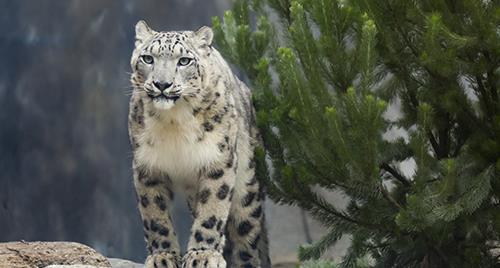 Miska, the Snow Leopard, standing on top of a rock next to a tree.