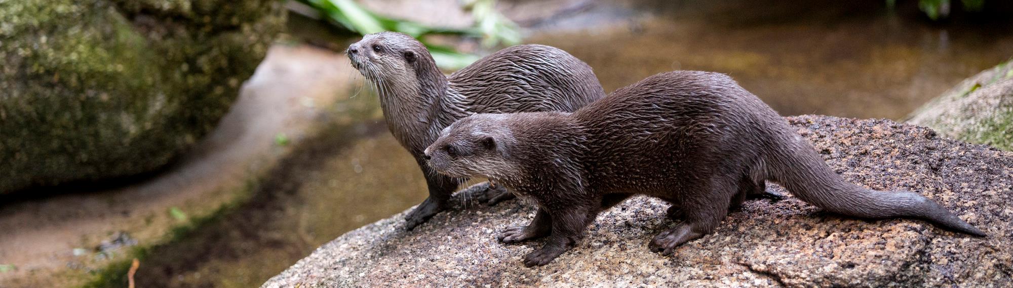 Two Asian Otters sitting on a rock by the water.