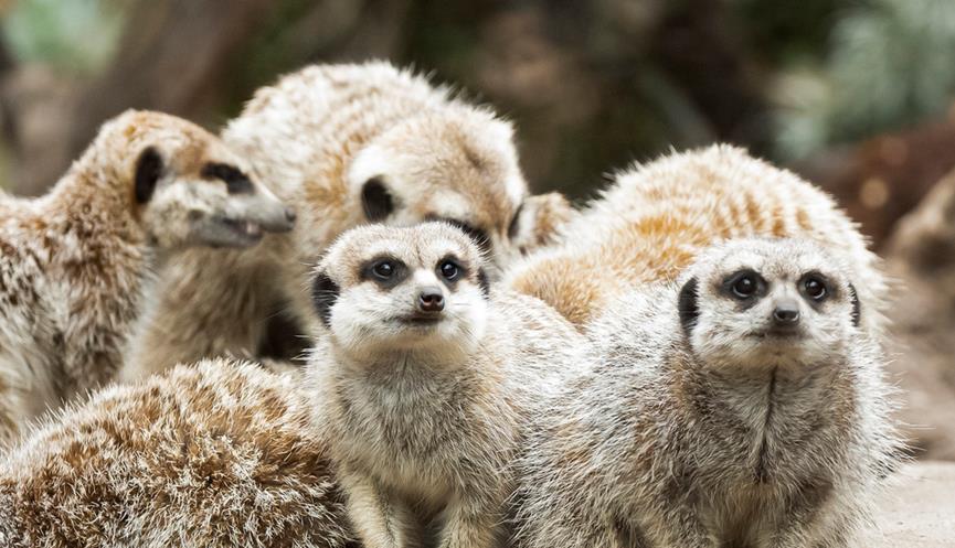 A family of five Meerkats.