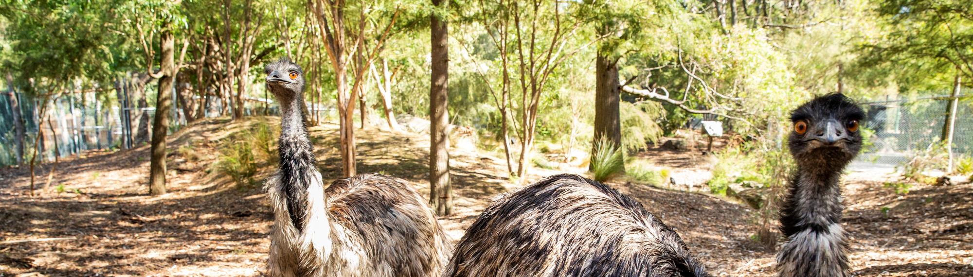Two Emus, both looking toward the camera, against their Bush enclosure.
