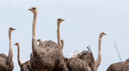 A family of ten Ostriches.