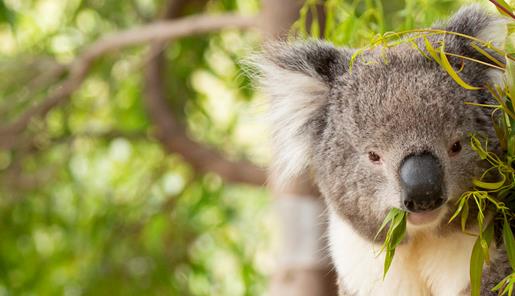 A Koala hanging in a tree, eating leaves.