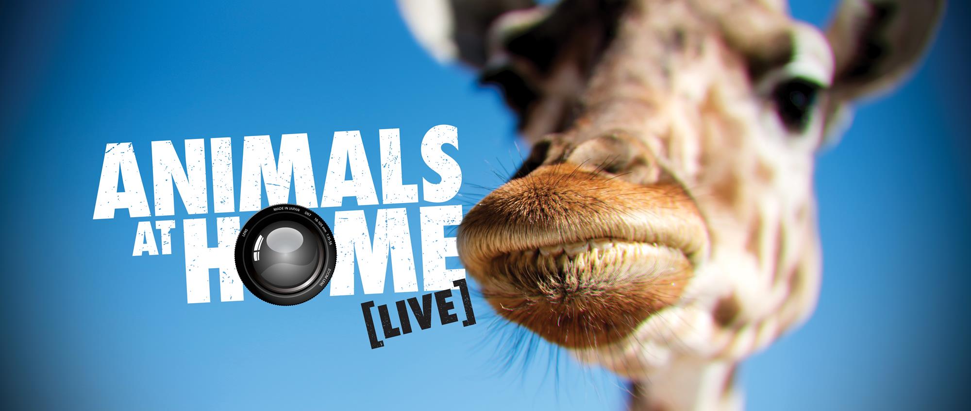 Animals at Home, Live: The logo is right next to a Giraffe, with focus on their mouth, both against a sky blue background.