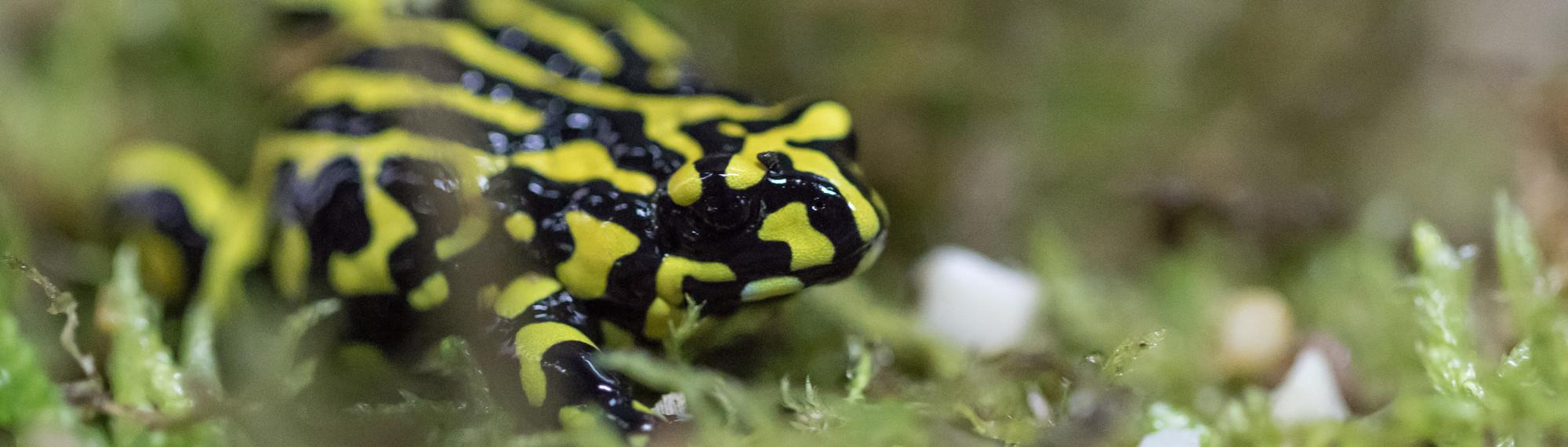 A Southern Corroboree Frog, seen from the right and sitting in the grass.