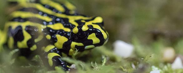 A Southern Corroboree Frog, seen from the right and sitting in the grass.