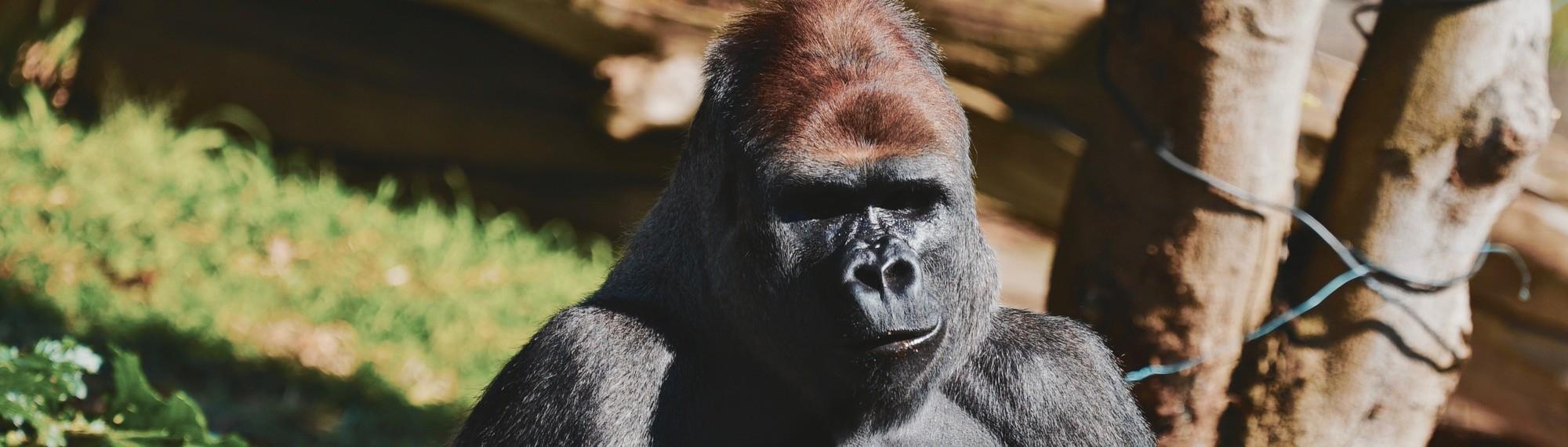 Close-up of a Gorilla, sitting in the Sun and looking directly to the camera.