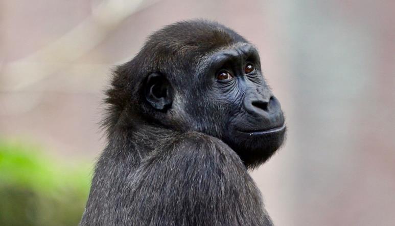Close-up of a Gorilla, sitting and looking right towards the camera.