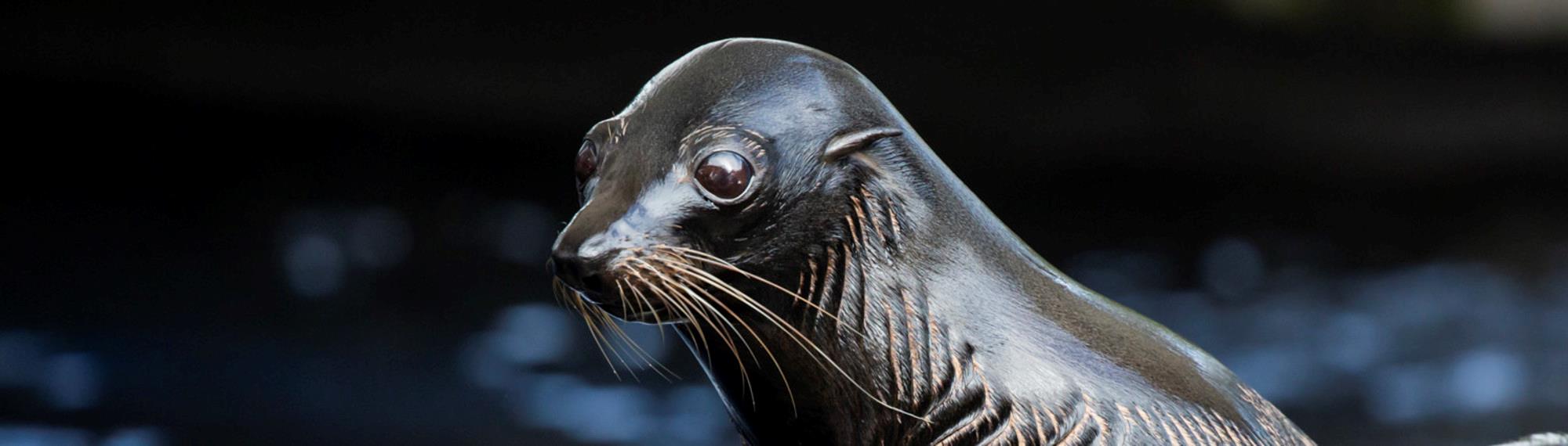 The Australian Fur-Seal, shown from the front-left.