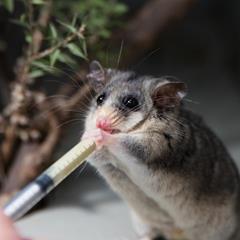 A young Leadbeater's Possum, drinking Milk-like formula out of an eye-dropper.