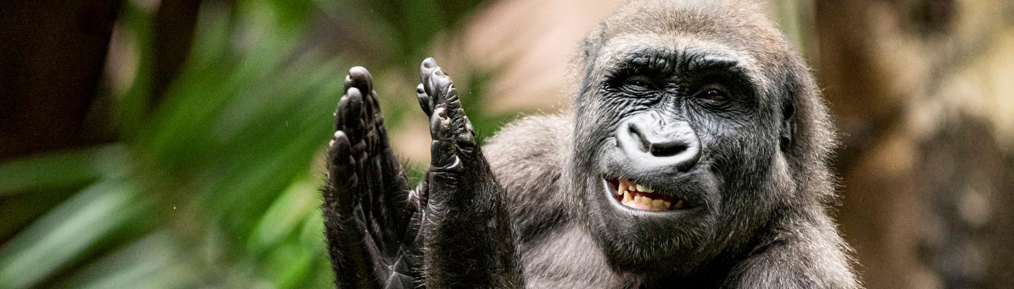 A Western Lowland Gorilla, smiling, clapping and looking left.