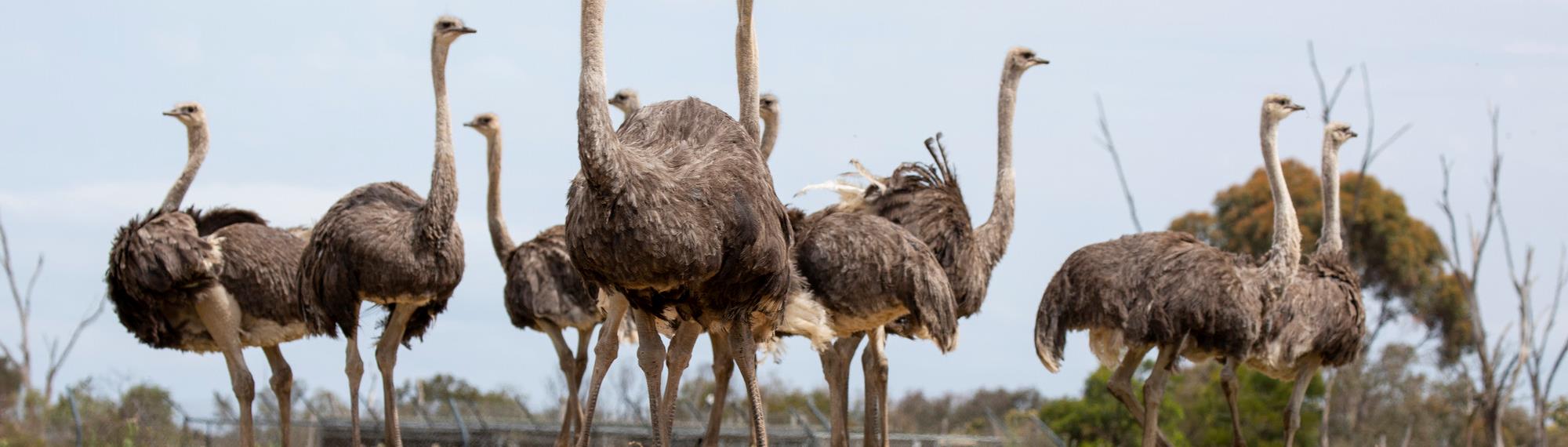 Ten Ostriches on the Savannah plain.