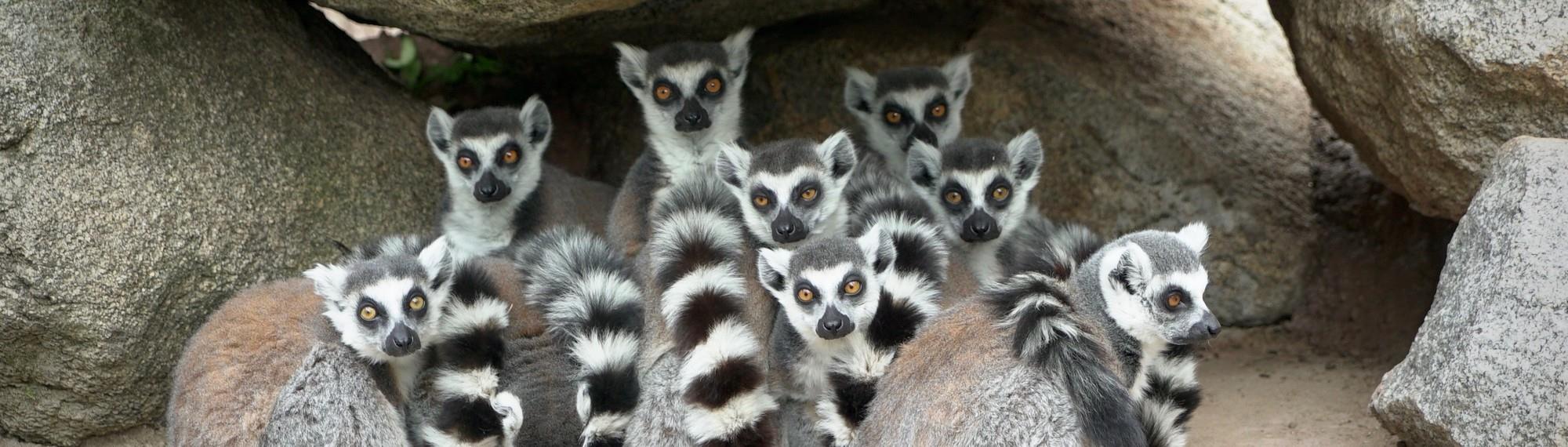 Eight Lemurs clustered together in front of some some rocks and all looking to the camera.