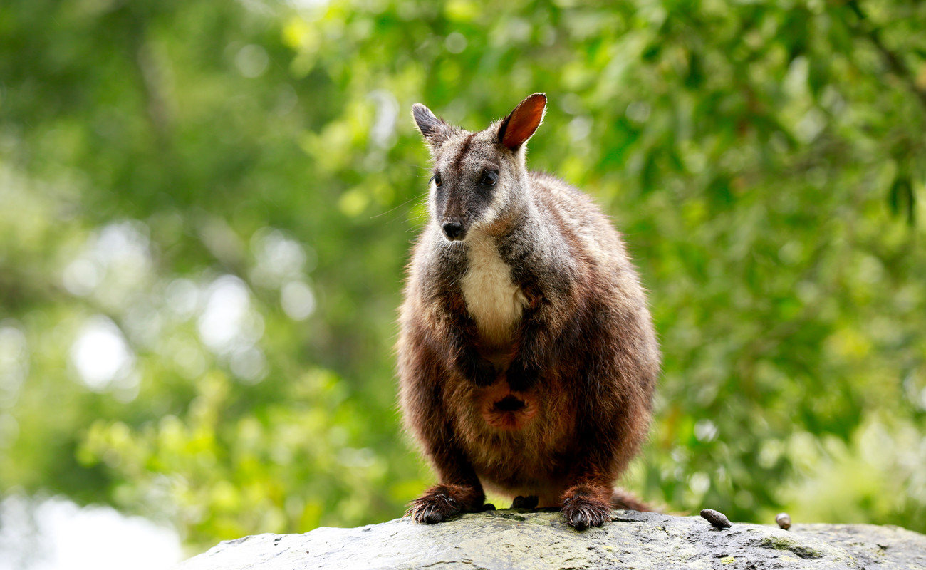 A wallaby stands in front of some green bushes