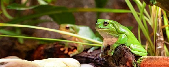 2 green tree frogs sitting on a log