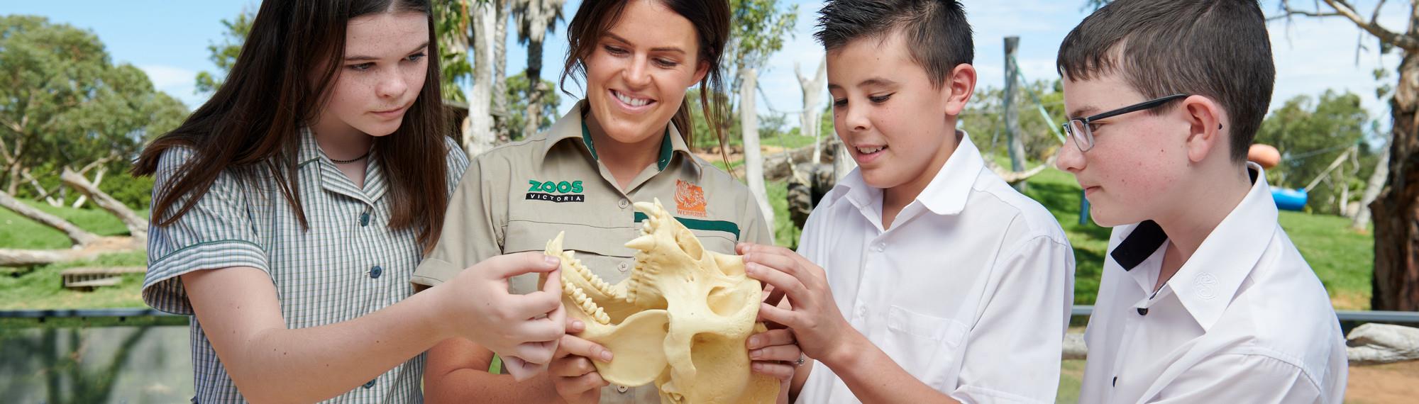 A Zoo Teacher holds a replica of a primate skull. Three secondary students stand around her examining the artifact. 
