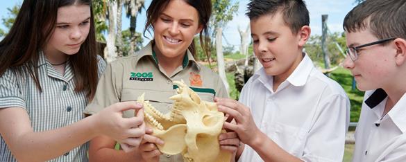 A Zoo Teacher holds a replica of a primate skull. Three secondary students stand around her examining the artifact. 