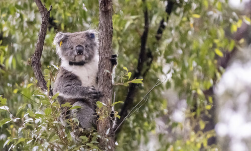 Vicky the Koala sits in a tree