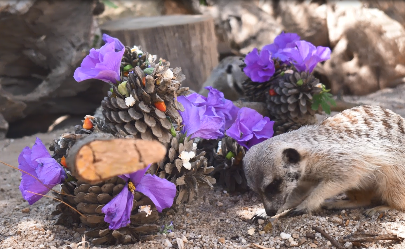 Pinecones stuffed with popcorn, vegetables and hibiscus flowers stimulate Slender-tailed meerkat's foraging behaviour