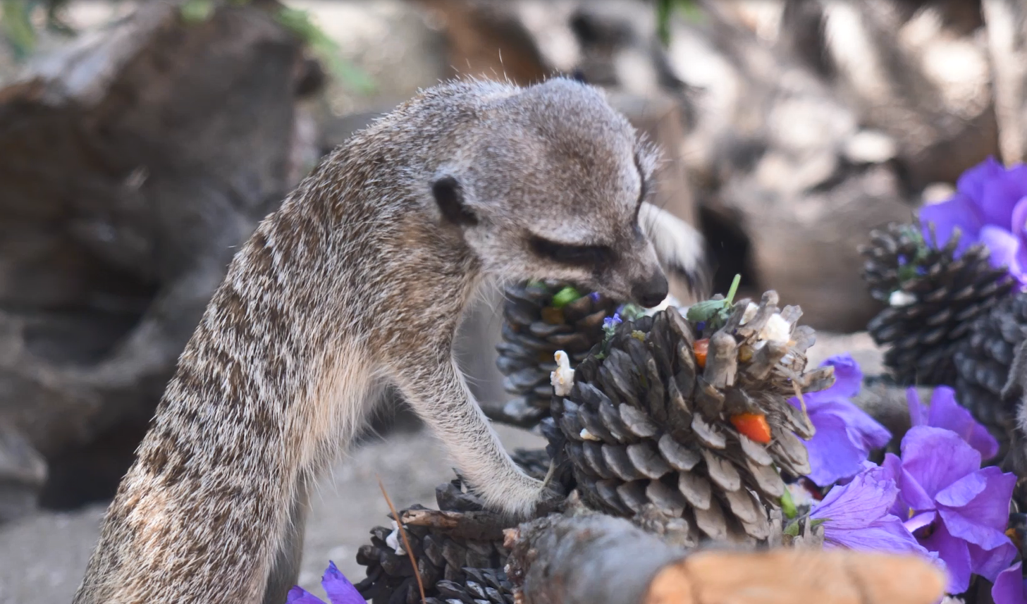 Slender-tailed meerkat forages for food from pinecone enrichment