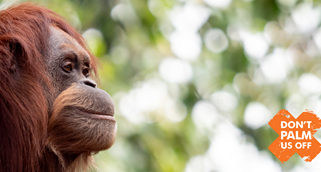 Orang-utan looking into distance with Don't Palm Us Off logo