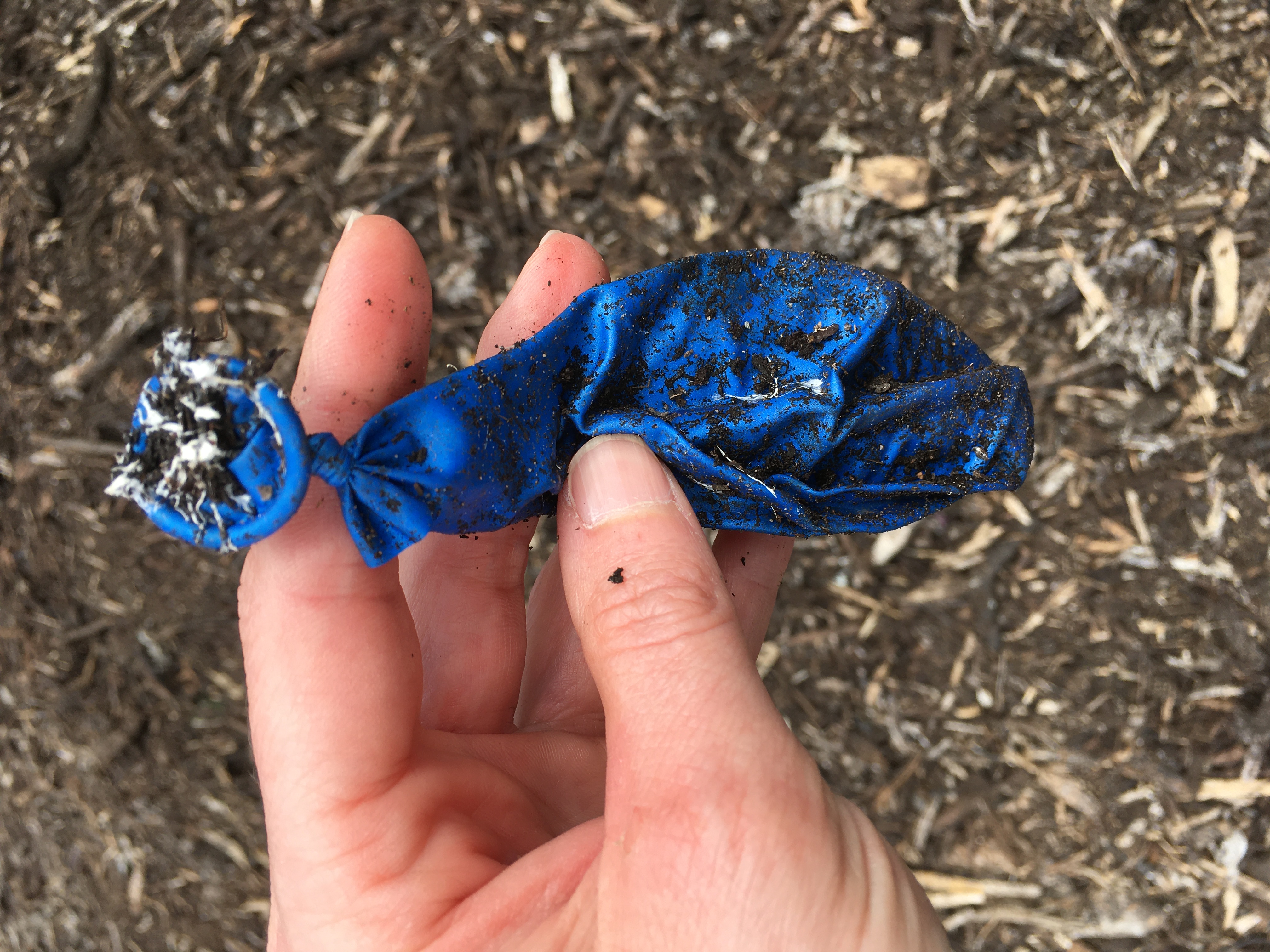 Not much change – a balloon marketed as ‘biodegradable’ after scientists tested it for 3.5 months in industrial compost. Source: Morgan Gilmour