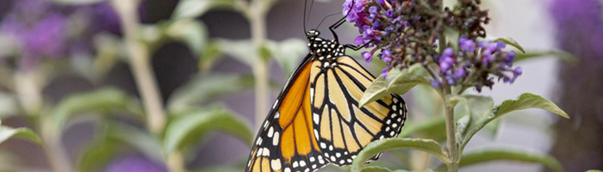 Close-up of a Monarch Butterfly perched on a violet flower in the Butterfly House.