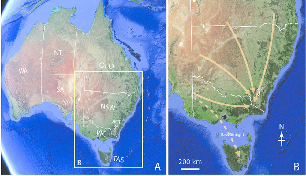 The Bogong Moths’ annual migration route