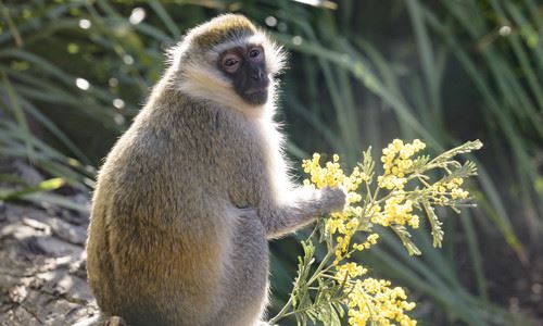 Vervet monkey looking over right shoulder holds bright yellow wattle