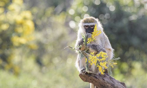 Vervet monkey eating bright yellow wattle blossoms
