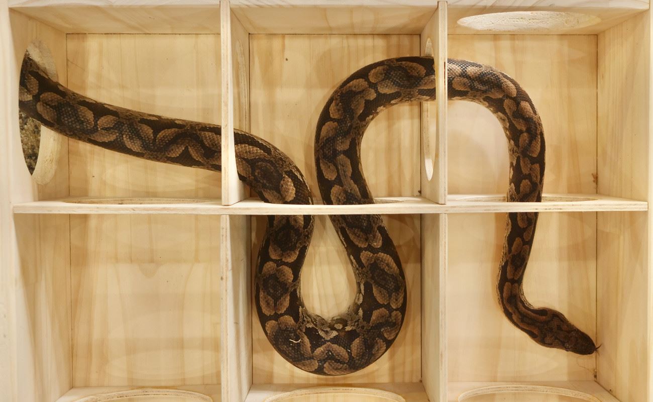 Madagascan ground boa explores snake maze at Werribee Open Range Zoo