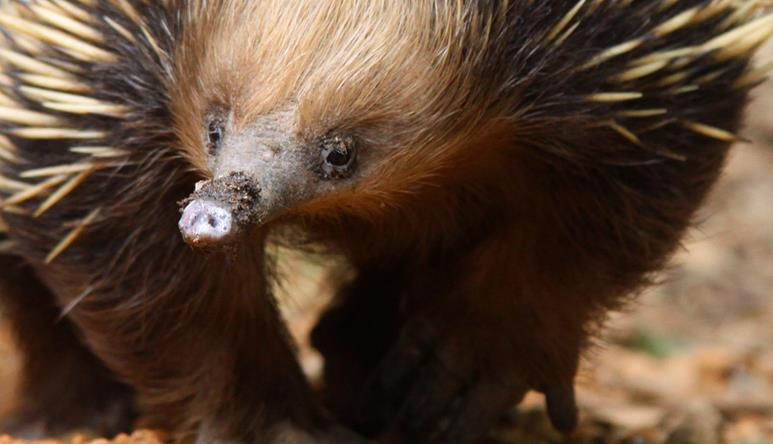 A brown and gold echidna, walking with a little bit of dirt on its nose
