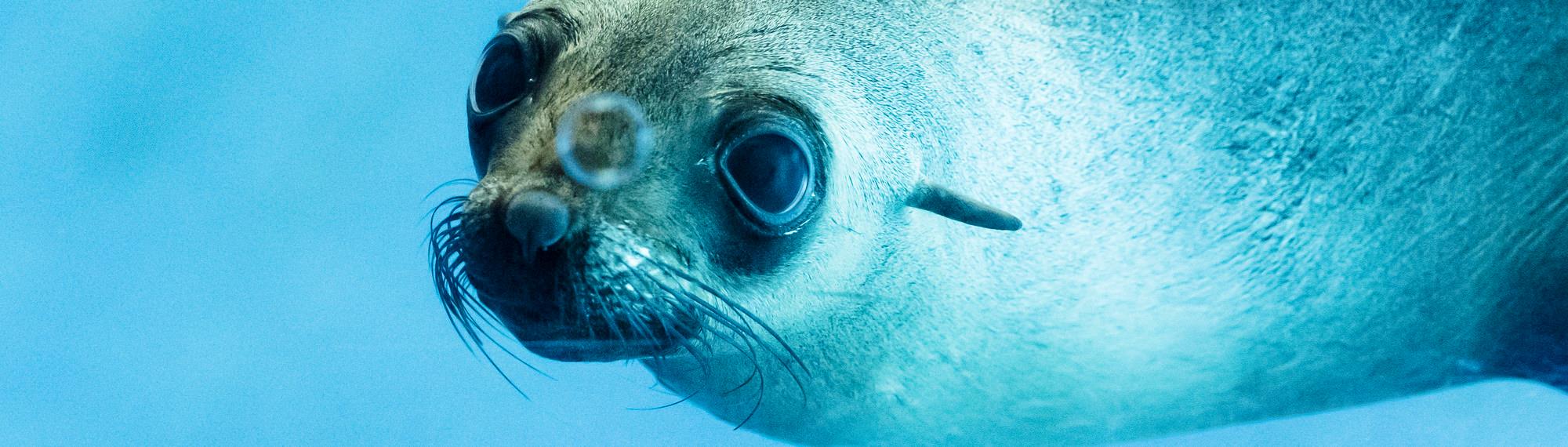 An Australian Fur Seal, swimming through blue water