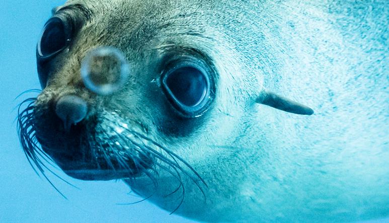 An Australian Fur Seal, swimming through blue water
