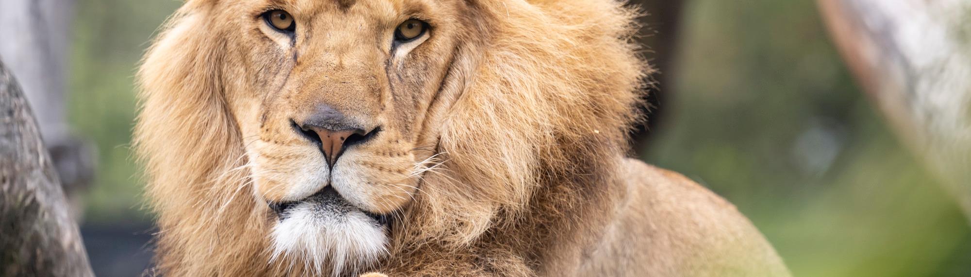 A close-up of a golden male lion's face