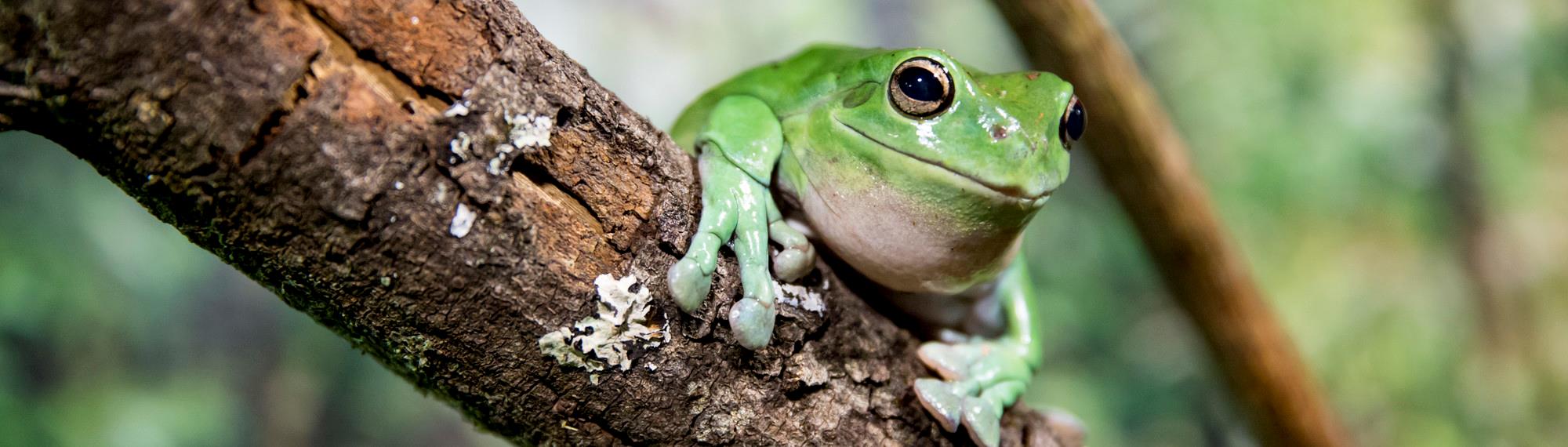 Green tree frog sitting on a branch