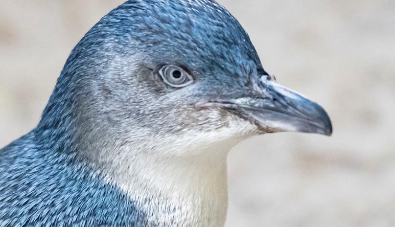 Little penguin with blue-grey feathers and white chest, looking over their shoulder 
