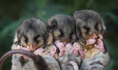 3 Mountain Pygmy-possums huddled together on their backs to stay warm