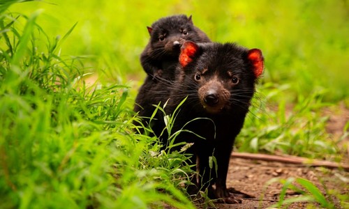 Tasmanian devil with joey on her back stand behind grass looking towards camera