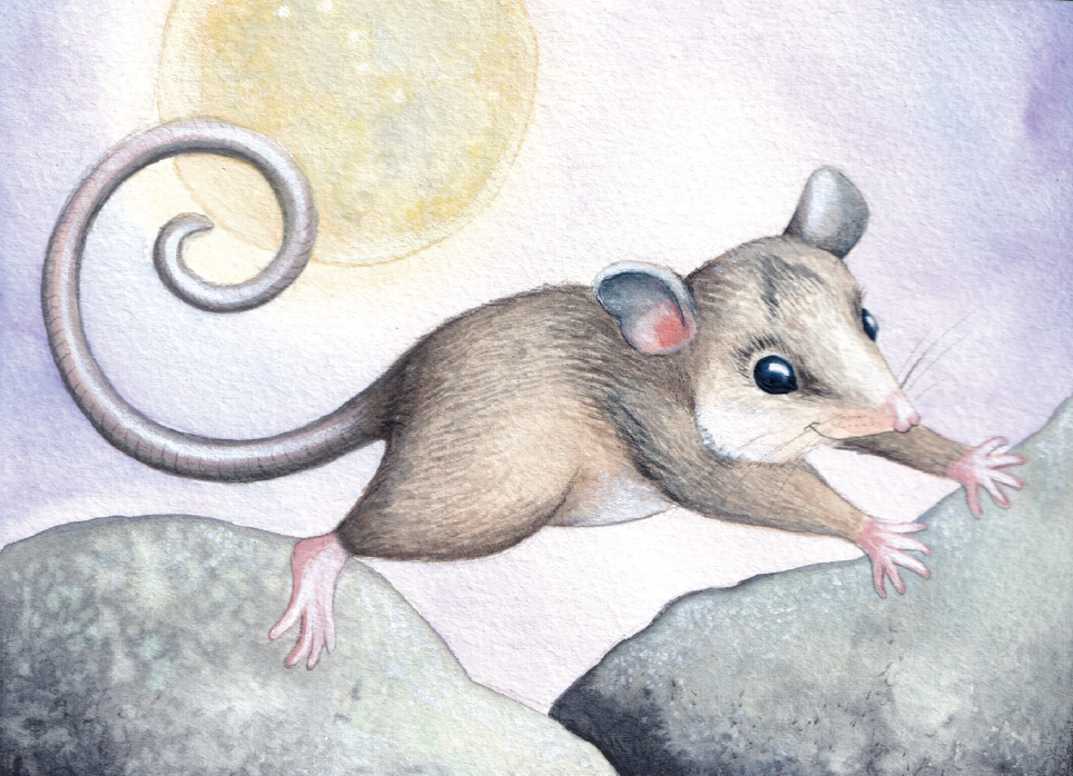 A Mountain Pygmy-possum leaping across rocks